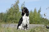 SPRINGER SPANIEL 001